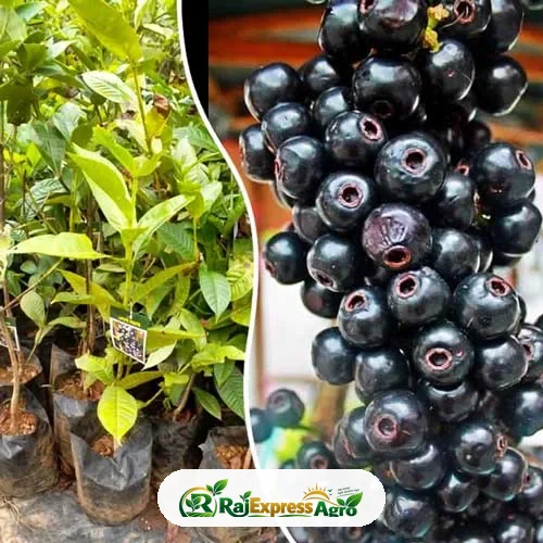 লিপোটে