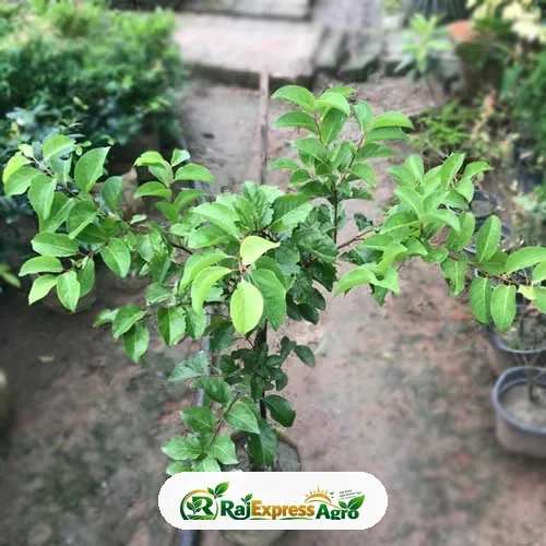 ম্যানিলা চেরি