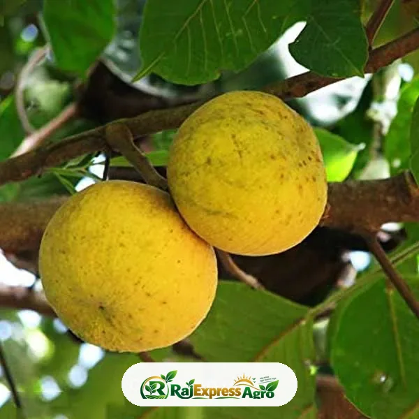 শান্তল ফল গাছ