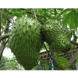 করাসল