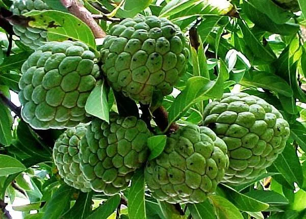 দেশি লেয়া