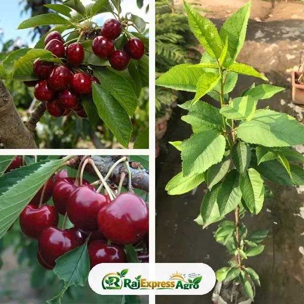 অস্ট্রেলিয়ান ল্যাপিন চেরি