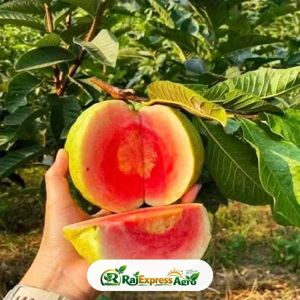 রেড ডায়মন্ড পেয়ারা গাছ