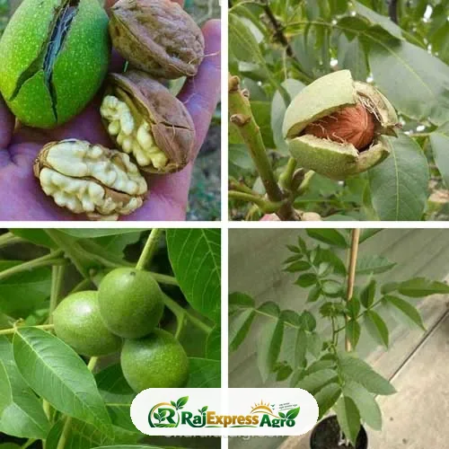 আখরোট
