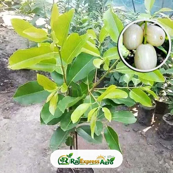 সাদা জাম