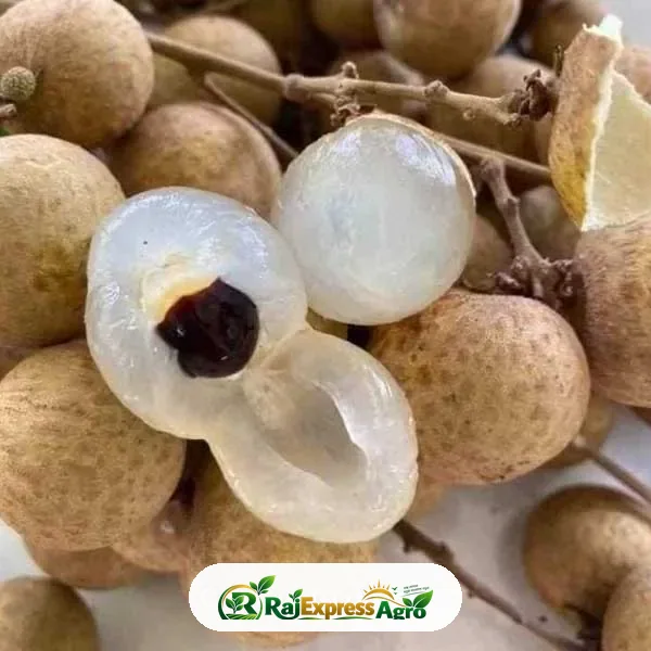 বিউ কিউ লংগান (বাণিজ্যিক জাত)