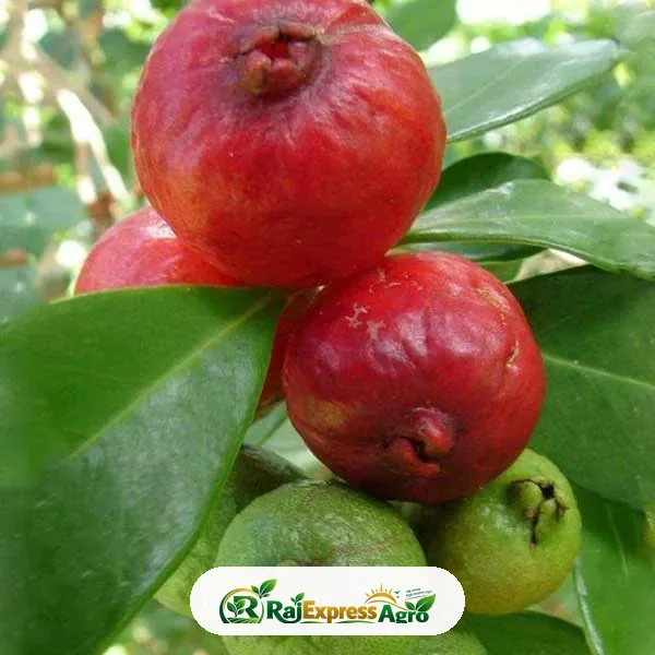 স্ট্রবেরি পেয়ারা