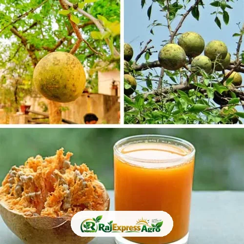 বেল গাছ