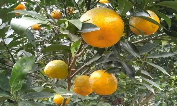 ছাতক কমলা
