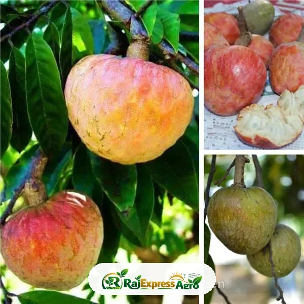 থাই আতা আতা/শরিফা গাছ