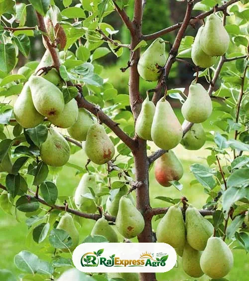 নাশপাতি