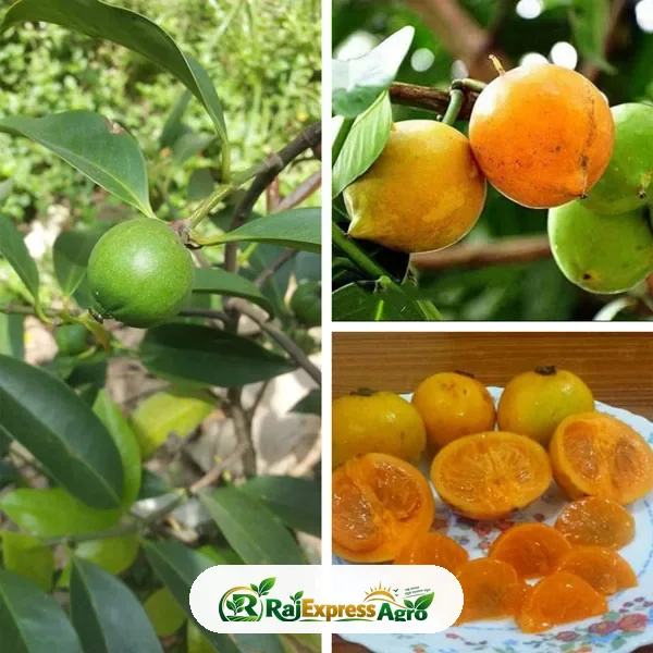 কাউফল