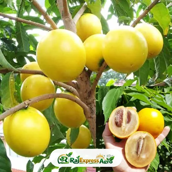 আবিউ গাছ