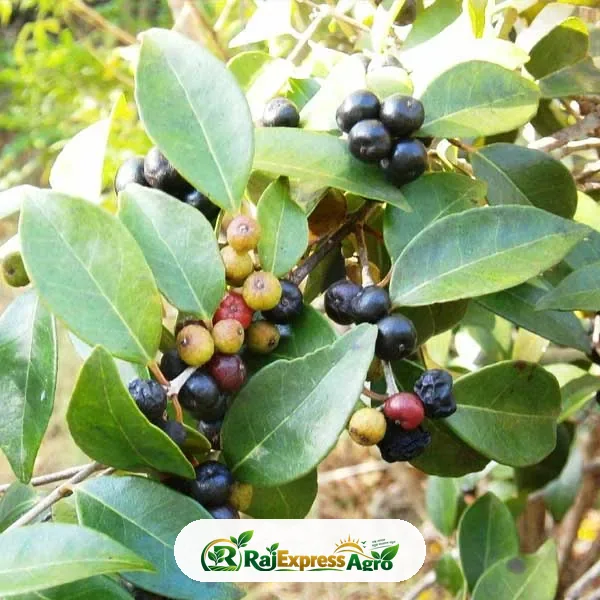 গুয়ামিরিম চেরি