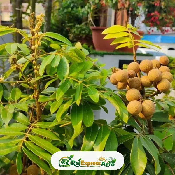 ফোর সিজন লংগান