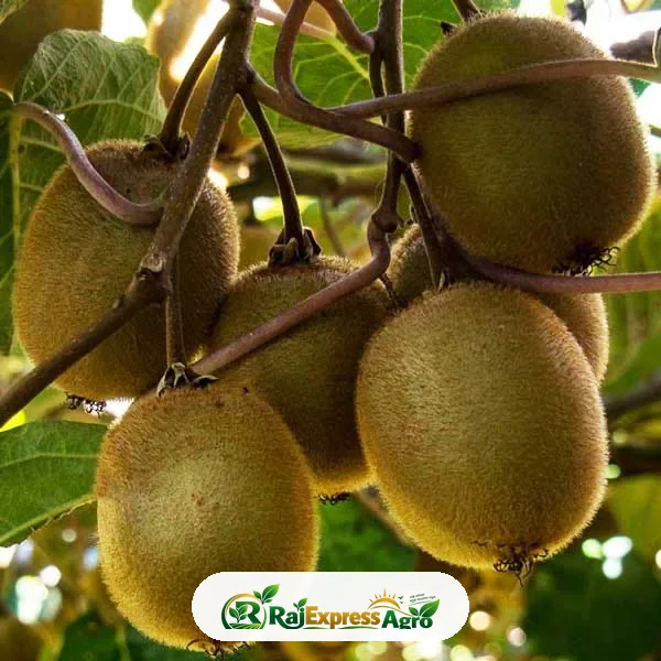 কিউই