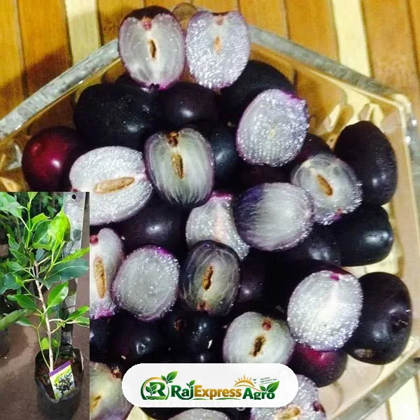 সিডলেস জাম