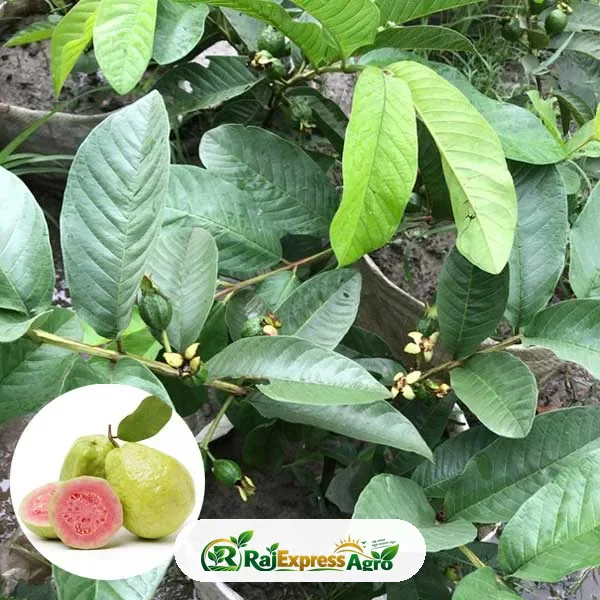 মাধবী পেয়ারা