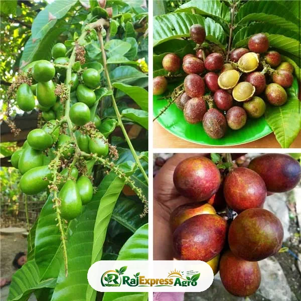 মাটোয়া পার্পল ফ্রুট