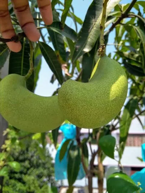 হানিডিউ আম