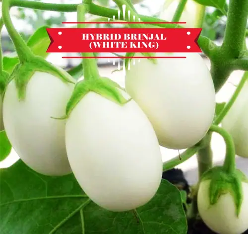হাইব্রিড (F1) হোয়াইট কিং বেগুন বীজ - ২০টি বীজ (রি-প্যাক)