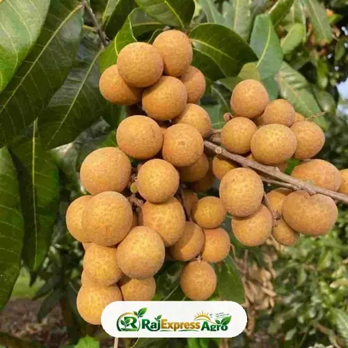 নং-১২ লংগান গাছ