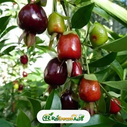 সাবান্না চেরি