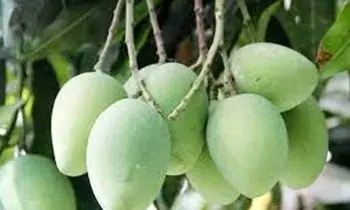 ৩ ট্রেস্ট আম