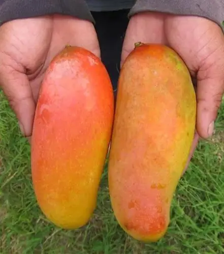 কিং চাকাপাত