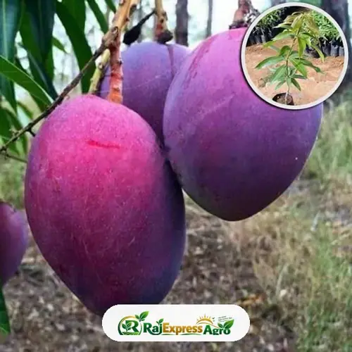 আমেরিকান পালমার আম
