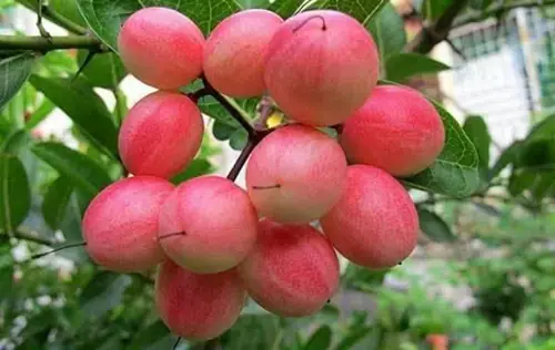 থাই মিষ্টি করমচা