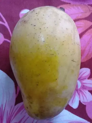 কাটিমন ( বছরে ৩ বার ফল)