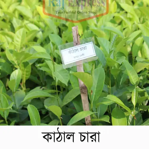 ১২ মাসি কাঁঠাল গাছ