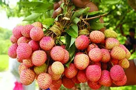 লিচু
