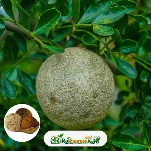 হাইব্রিড কৎবেল