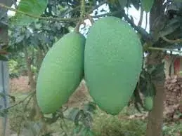 আর্শিনা