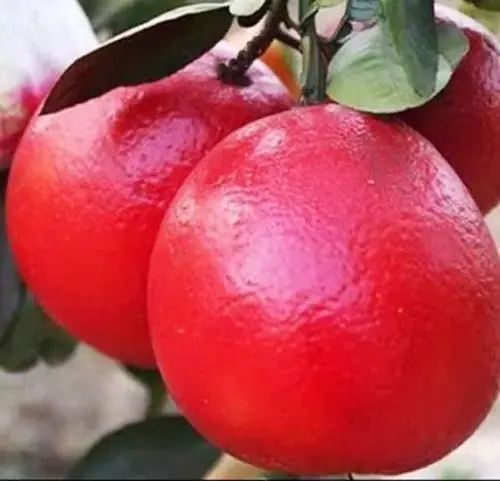লাল জাম্বুরা