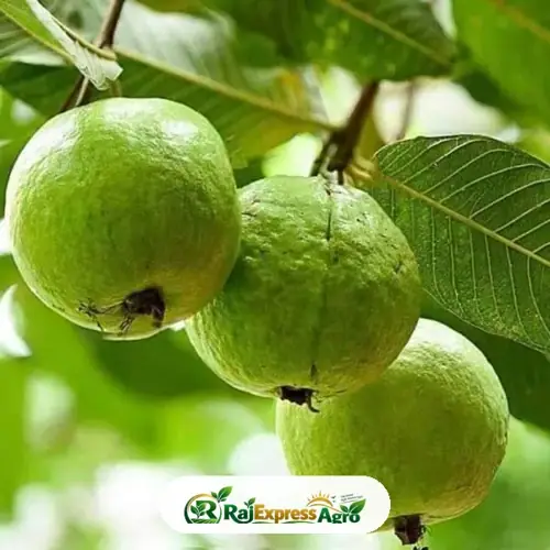 পেয়ারা