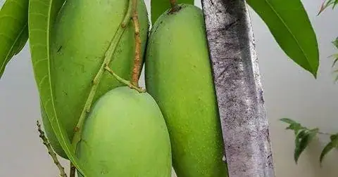 কিউজাই আম