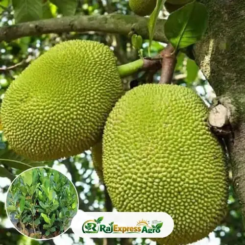 কাঁঠাল