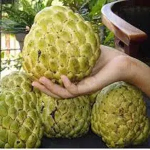 আতা সুদানি