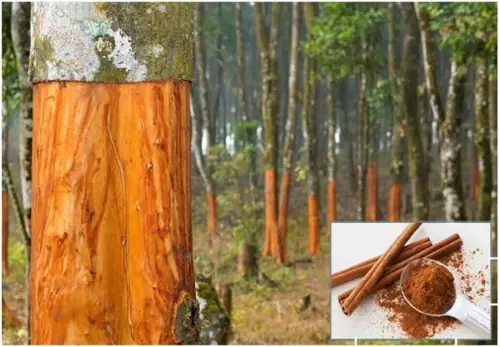 দারুচিনি