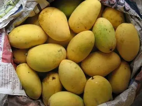 আলফেনসো