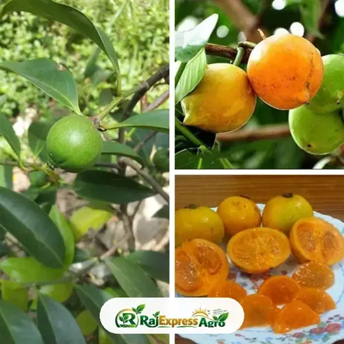 কাউফল