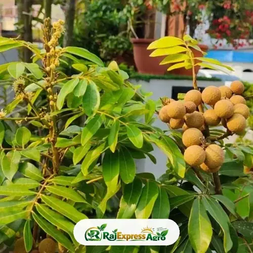 ফোর সিজন লংগান