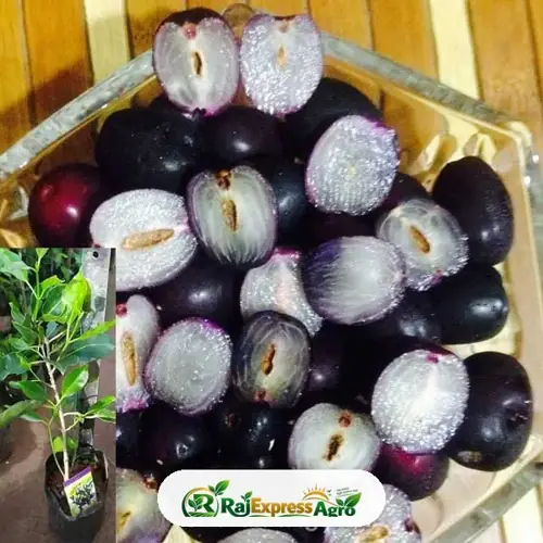 সিডলেস জাম