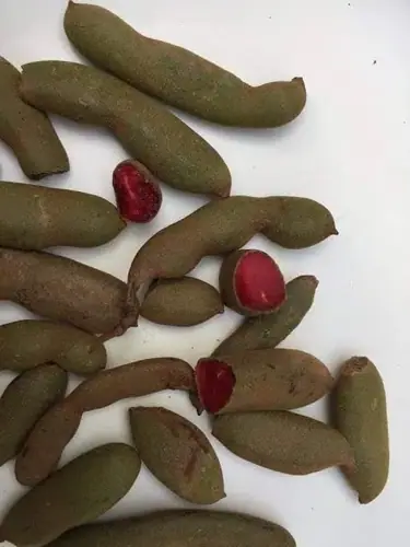 লাল মিষ্টি তেতুল