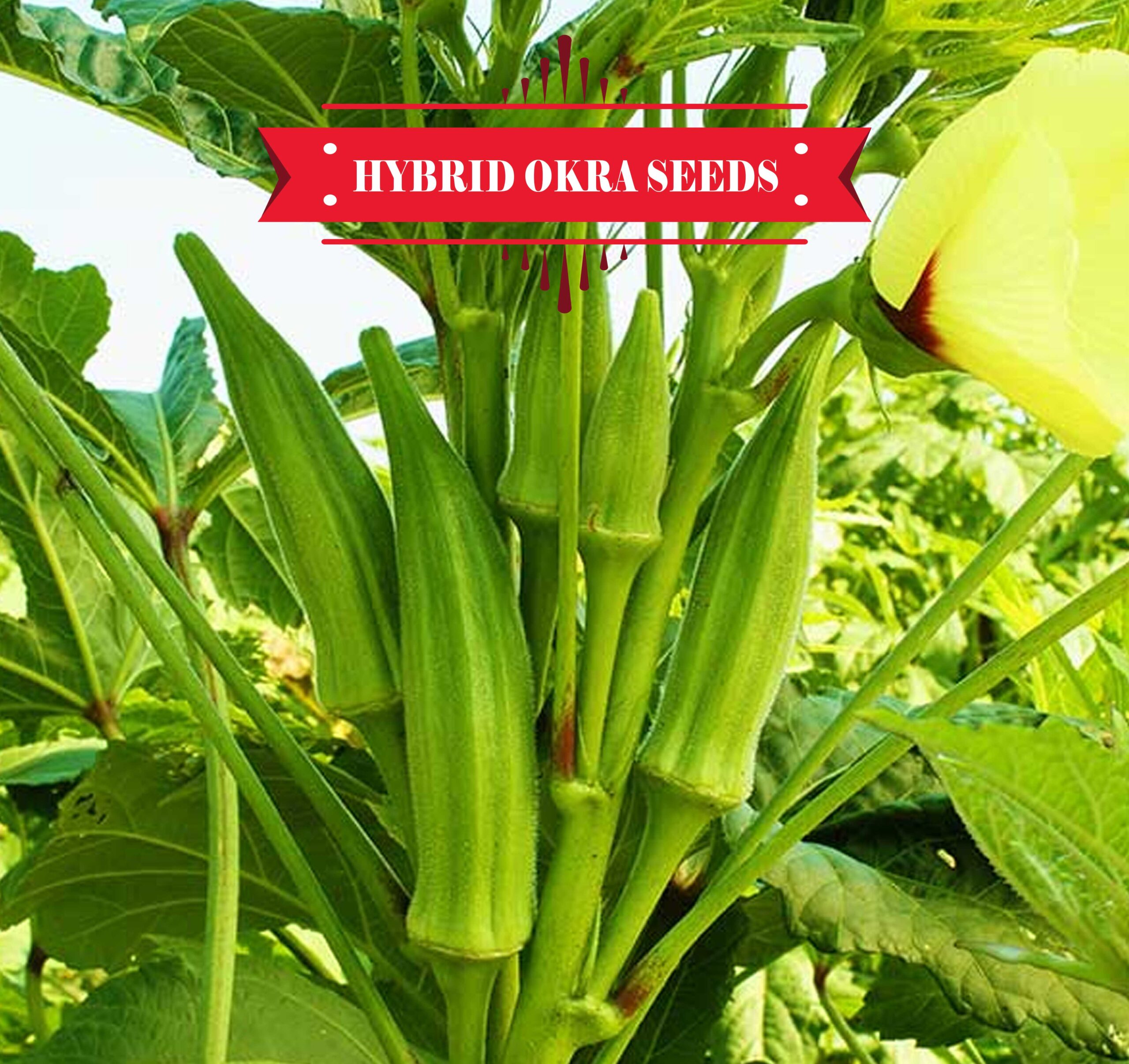 হাইব্রিড (F1) ঢেঁড়স বীজ - ৩০টি বীজ (রি-প্যাক)